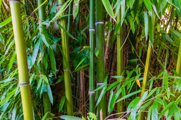 Cost of Bamboo Trimming in Whittier