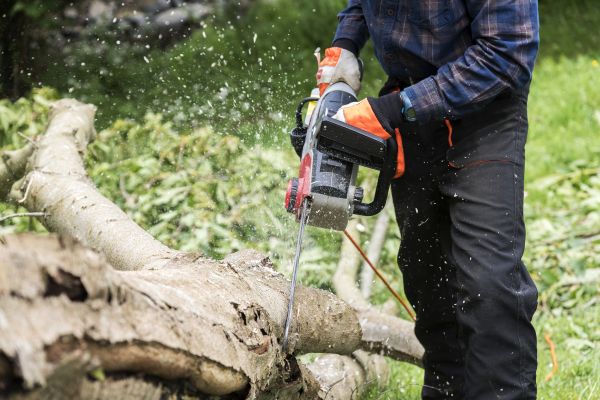Cost of Branch Removal Service in Whittier