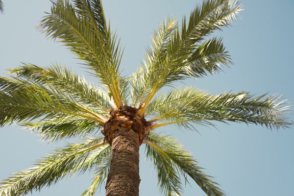 Palm Tree Pruning in Whittier