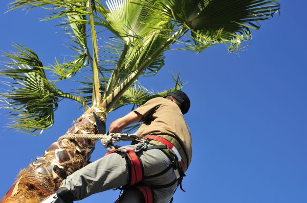Palm Tree Trimming in Whittier