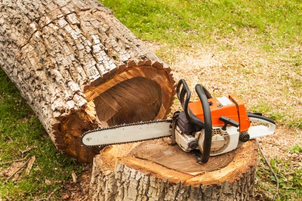 Tree Cutting Service in Whittier