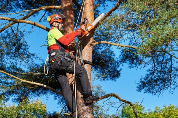 Tree Service in Whittier