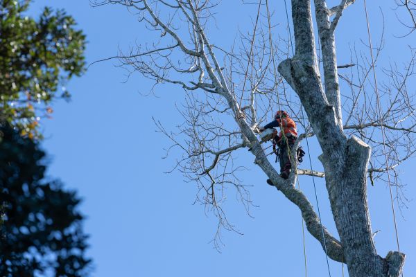 Cost of Tree Topping Service in Whittier
