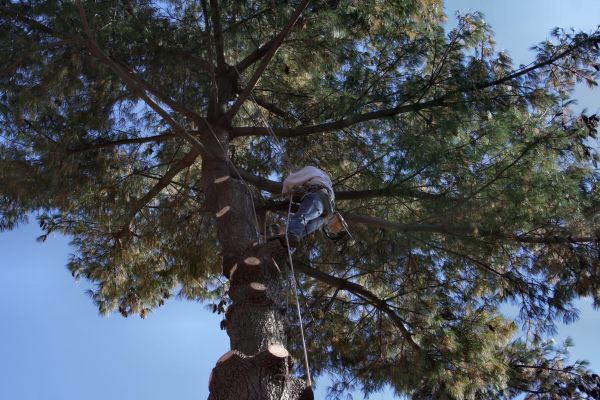Cost of Trimming Service in Whittier