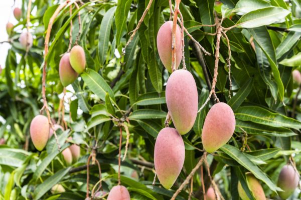 Cost of Mango Tree Trimming in Whittier