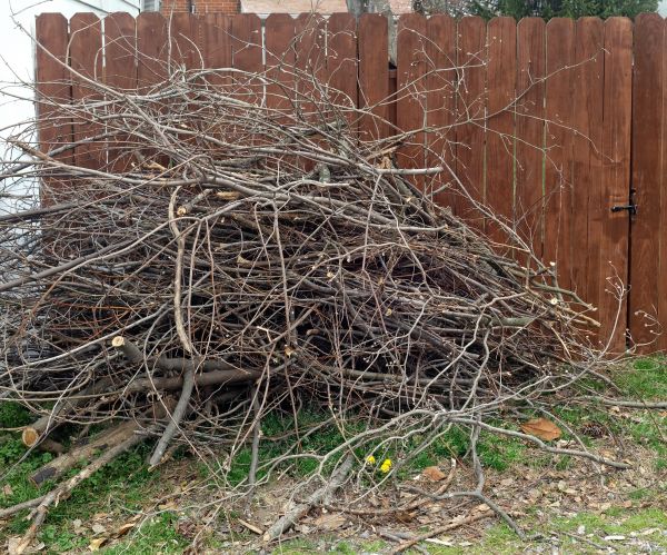 Cost of Dead Branch Removal in Whittier