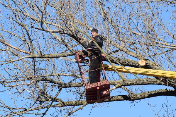 Cost of Emergency Tree Trimming in Whittier