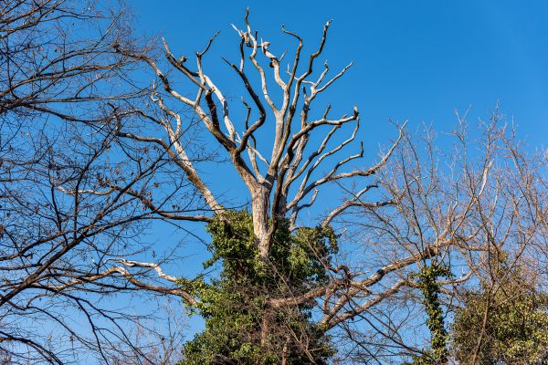 Cost of Deadwood Removal in Whittier