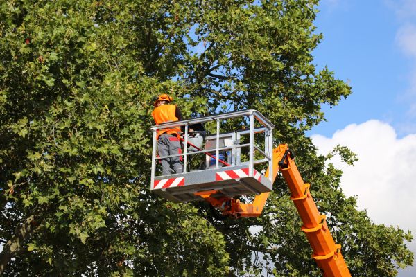 Commercial Tree Service in Whittier