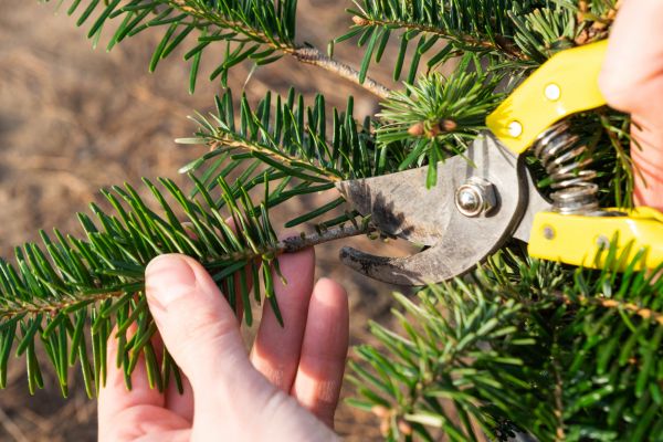 Pine Tree Pruning in Whittier