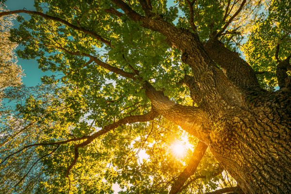 Oak Tree Pruning in Whittier
