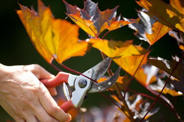 Maple Tree Pruning in Whittier
