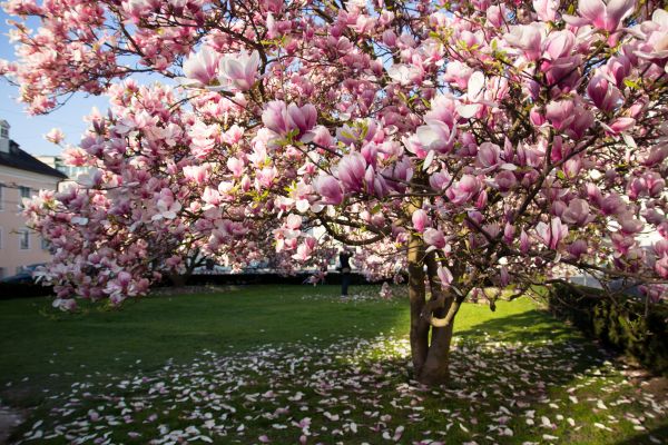 Cost of Magnolia Tree Pruning in Whittier
