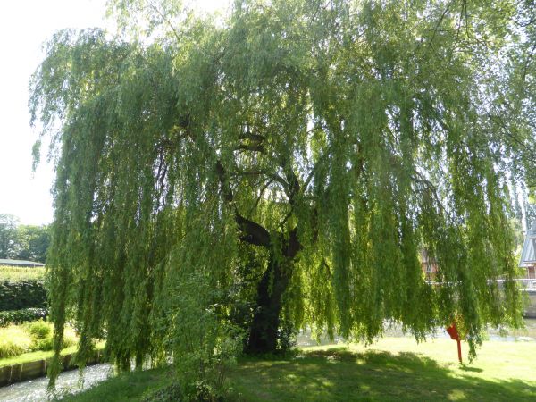 Cost of Willow Tree Trimming in Whittier