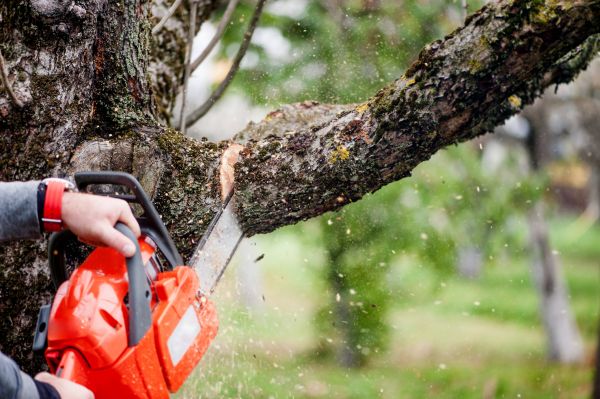 Tree Limbs Removal in Whittier
