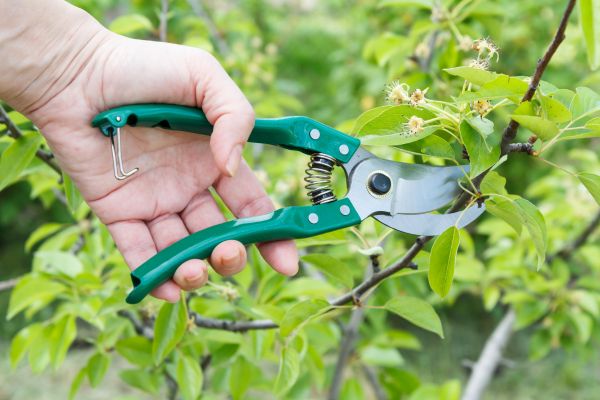 Pear Tree Pruning in Whittier