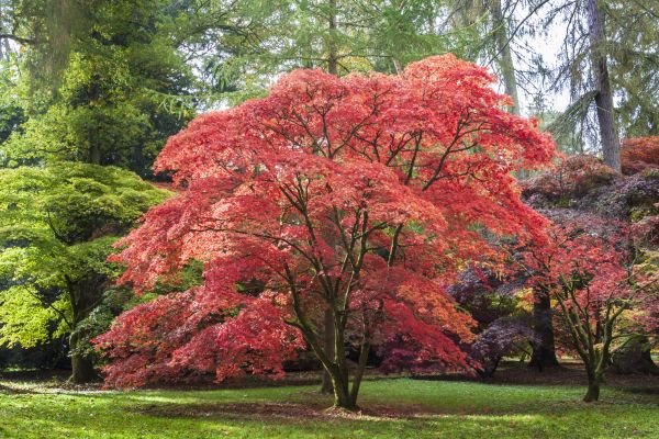 Japanese Maple Pruning in Whittier