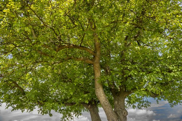 Cost of Walnut Tree Trimming in Whittier