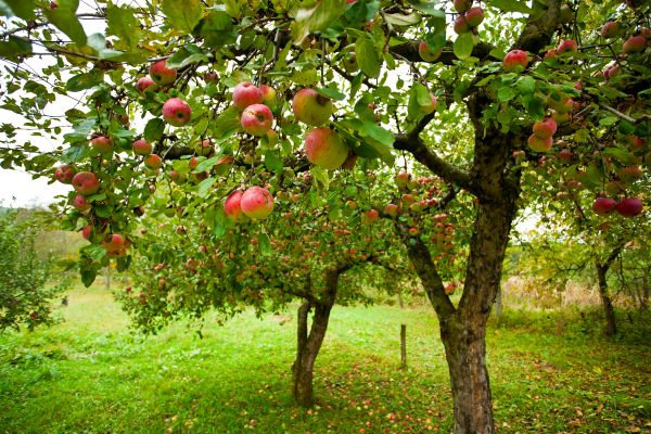 Cost of Apple Tree Pruning in Whittier
