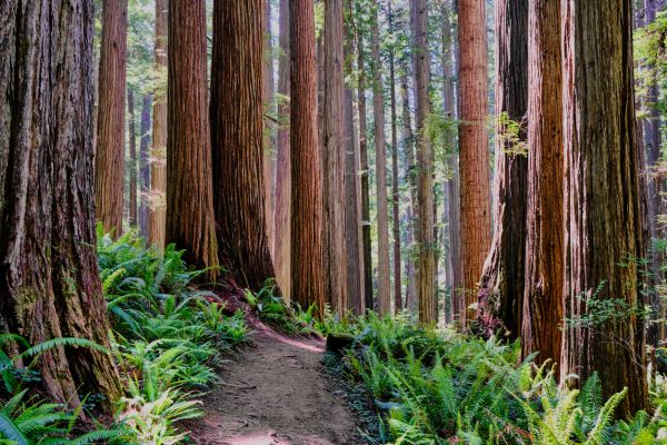 Cost of Redwood Tree Trimming in Whittier