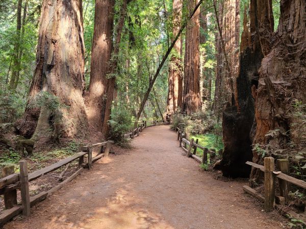 Cost of Redwood Tree Pruning in Whittier