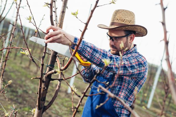 Cost of Orchard Tree Pruning in Whittier