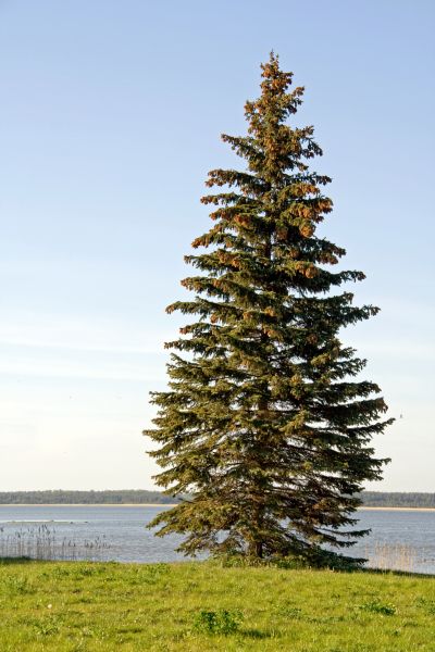 Cost of Spruce Tree Pruning in Whittier