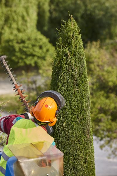 Cost of Cypress Tree Trimming in Whittier