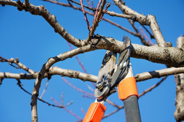Peach Tree Trimming in Whittier