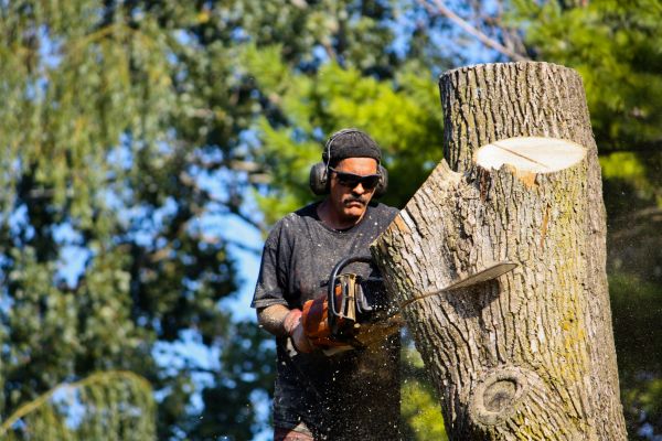 Cost of Ash Tree Pruning in Whittier