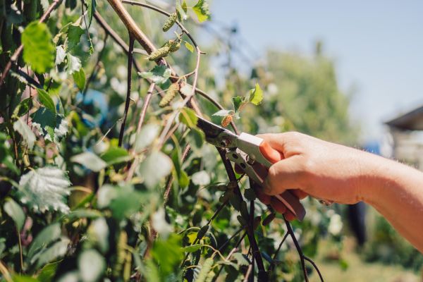 Cost of Birch Tree Pruning in Whittier