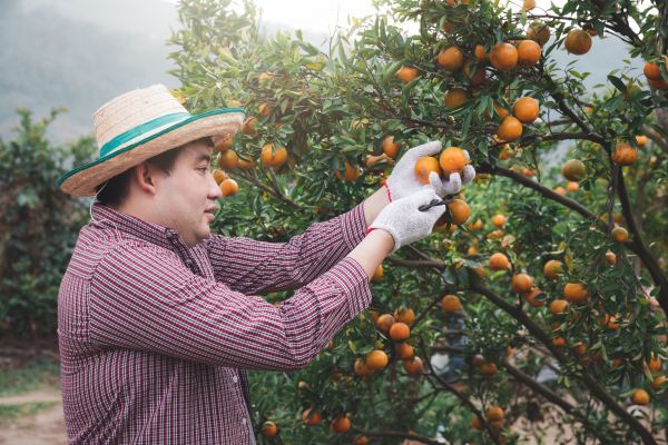Cost of Orange Tree Pruning in Whittier