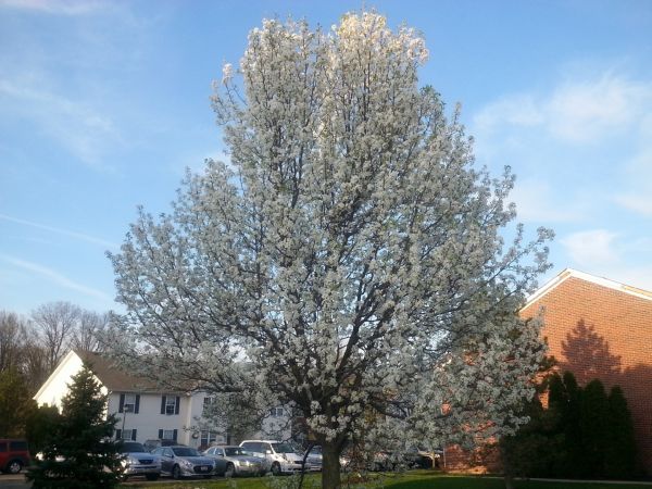 Cost of Bradford Pear Tree Pruning in Whittier