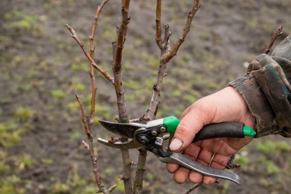 Pear Trees Pruning in Whittier