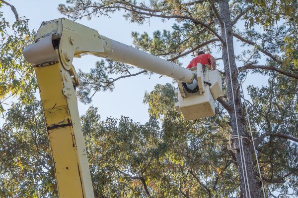 Cost of Limbs Trimming in Whittier
