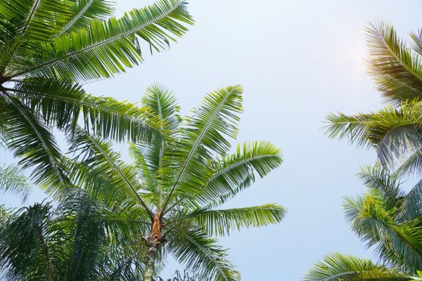 Cost of Queen Palm Tree Trimming in Whittier
