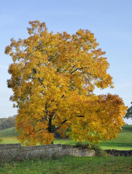 Cost of Hickory Tree Trimming in Whittier