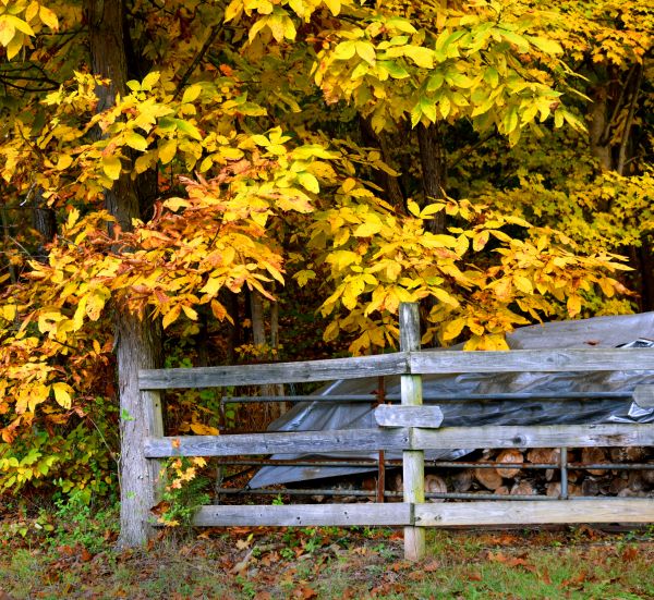 Cost of Hickory Tree Pruning in Whittier