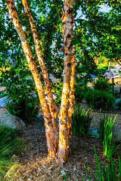 Cost of River Birch Trimming in Whittier