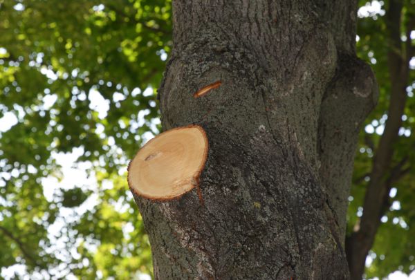Cost of Limb Cutting in Whittier