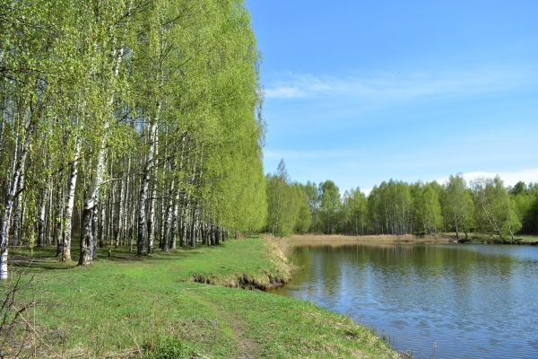 Cost of River Birch Pruning in Whittier