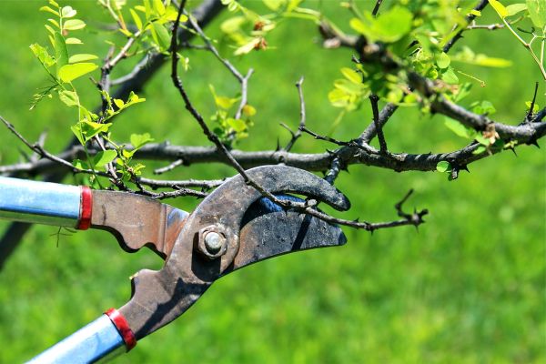 Cost of Branches Pruning in Whittier