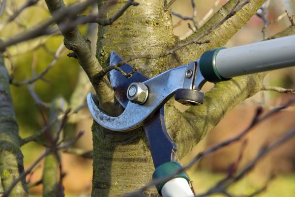 Cost of Tree Limb Trimming Service in Whittier