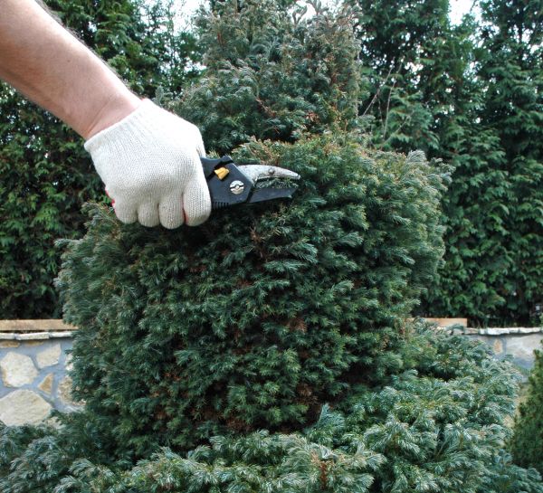 Cost of Ornamental Tree Trimming in Whittier
