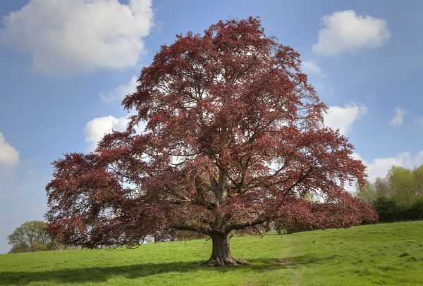 Cost of Beech Tree Pruning in Whittier