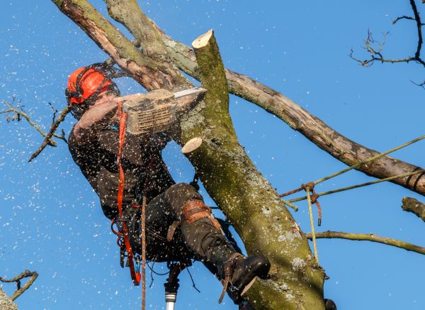 Tree Trimming Service in Whittier