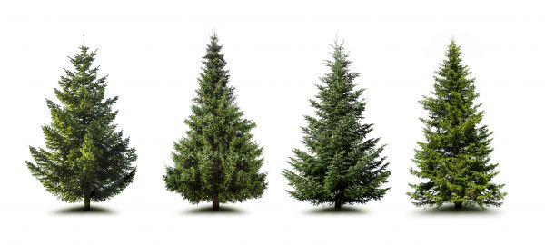 Cost of Pine Tree Trimming in Whittier