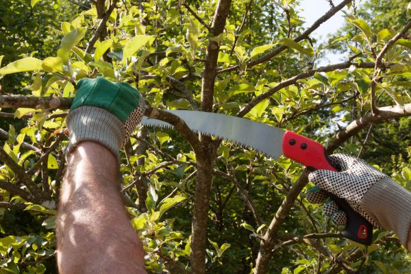 Apple Tree Trimming in Whittier
