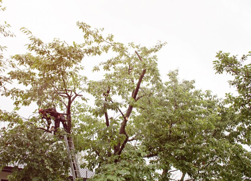 Tree Shearing detail