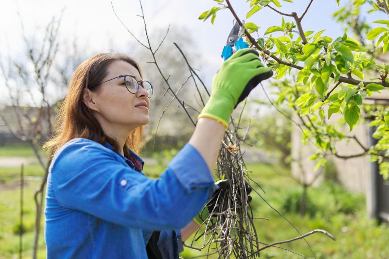 Peach Tree Trimming